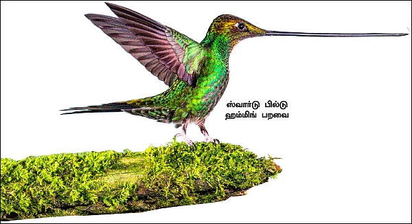 பறவைகளே... பறவைகளே!