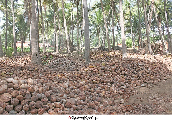 நெல், வாழை, தென்னை, கால்நடை... தபோவனத்தில் தழைக்கும் விவசாயம்!