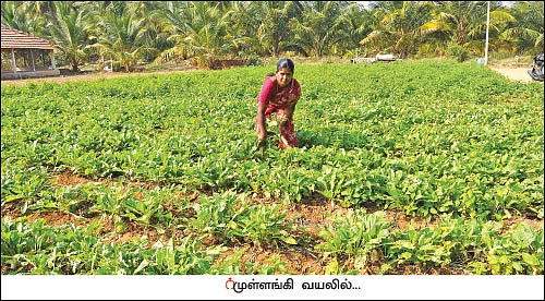 சுழற்சி முறையில் காய்கறி... - 1 ஏக்கர் நிலத்தில் ரூ5 லட்சம் லாபம்!