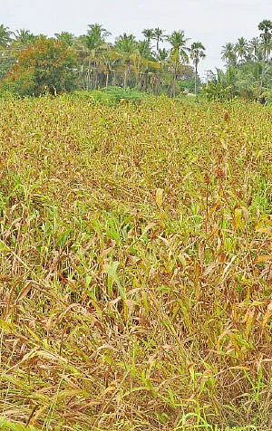 நீங்கள் கேட்டவை: நல்ல மகசூல் தரும் சோளம்?