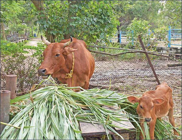 எருமைகளுக்குச் சேறு கண்ட இடம் சொர்க்கம்!