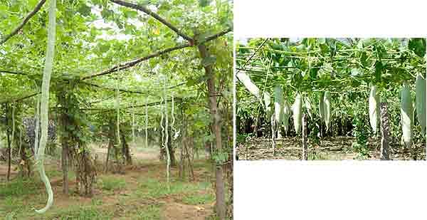 நீங்கள் கேட்டவை : மானாவாரியில் தீவனப் பயிர்களை சாகுபடி செய்ய முடியுமா ?