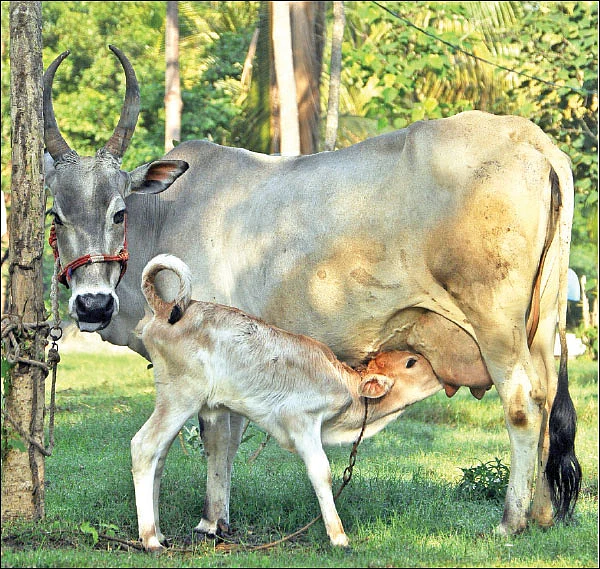 தண்டோரா
