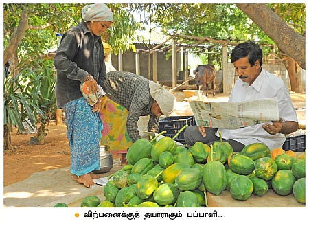 நெல், பப்பாளி, காய்கறிகள், அழகுச் செடிகள்...