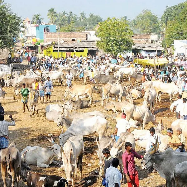 சந்தைக்கு வராத மாடுகள் சாகத்தான் போகுது!