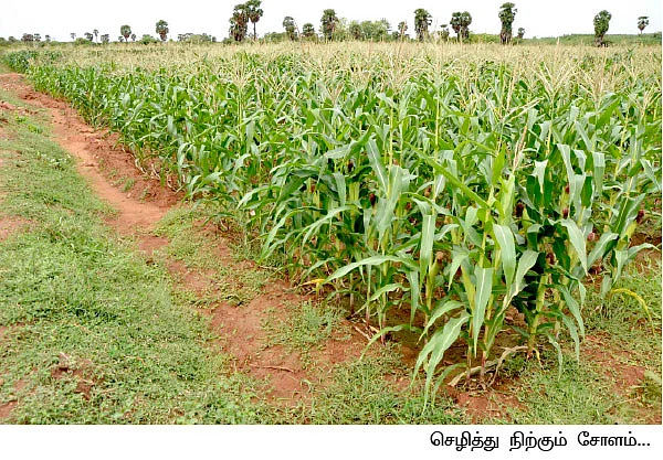 பாறையிலும் பயிர் வளரும்... நிரூபித்துக் காட்டிய விவசாயி...
