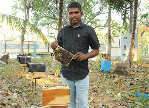 கொஞ்சம் ப்ளஸ்... நிறைய லாபம்! - தித்திக்கும் லாபம் தரும் தேன்! - 12
