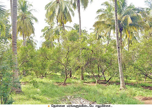 ஏக்கருக்கு ரூ-2 லட்சம்...ஏற்றம் தரும் எலுமிச்சை!