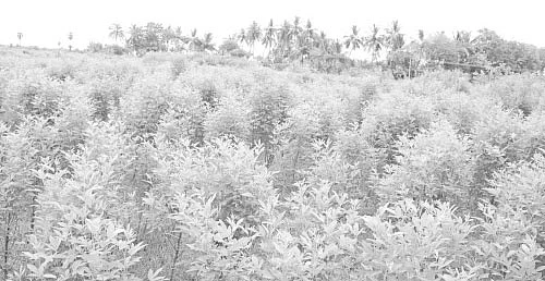 மானாவாரியில் மகத்தான மகசூல்... துவள விடாத துவரை!