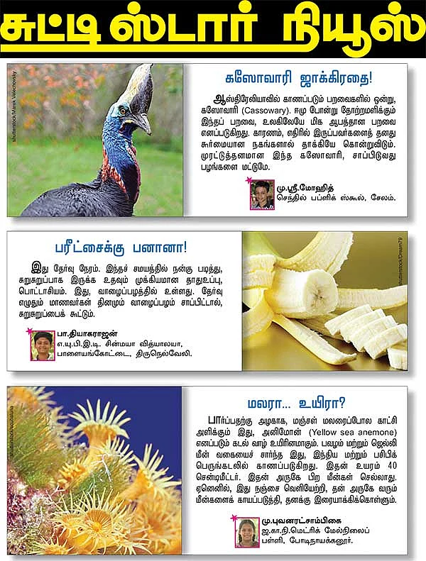 சுட்டி ஸ்டார் நியூஸ்