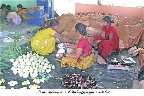 விளையும் விலையும்! - சந்தைக்கு வழிகாட்டும் தொடர் - 5