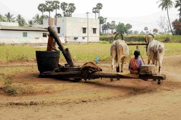 ஆயில் முதல் ஆரோக்கியம் வரை...மாடர்ன் டெக்னாலஜியை விஞ்சும் மரச்செக்கு இயந்திரம்!