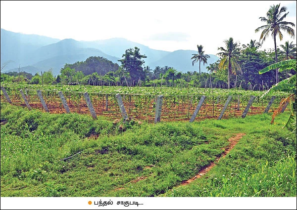 பலமான வருமானம் தரும் பந்தல் சாகுபடி! - 40 சென்ட் நிலத்தில் ரூ.90,000