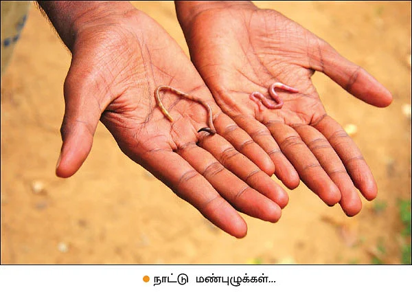 மண், மக்கள், மகசூல்! - மாட்டுச்சாணம் மூலம் மண் நலத்தை அறியலாம்!