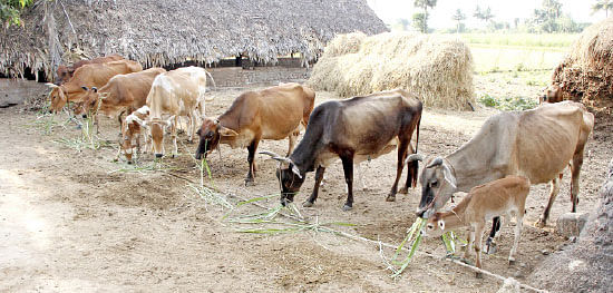 நீங்கள் கேட்டவை: ஃபிரெஞ்சு பீன்ஸ் சமவெளியில் வளருமா?