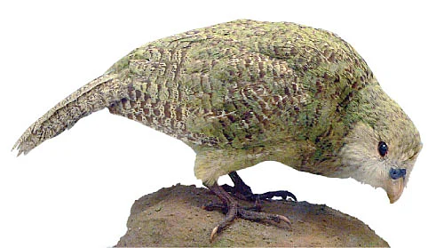 ககபோ