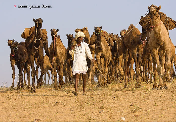 ஒட்டகத்தைக் குளிப்பாட்டவே மாட்டோம்!