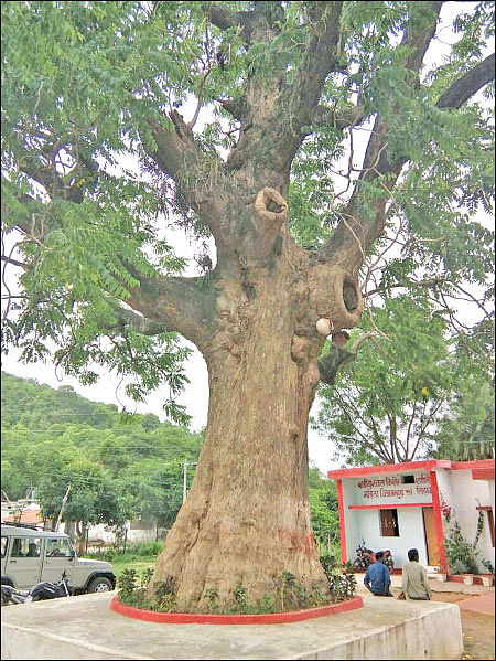 மரம் செய விரும்பு! - 12 - தீக்குச்சியாகும் பெருமரம்... 4 ஆண்டுகளில் நல்ல வருமானம்!