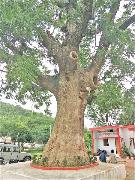 மரம் செய விரும்பு! - 12 - தீக்குச்சியாகும் பெருமரம்... 4 ஆண்டுகளில் நல்ல வருமானம்!