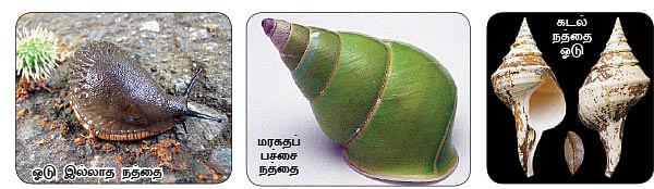 மாயா டீச்சரின் மந்திரக் கம்பளம்