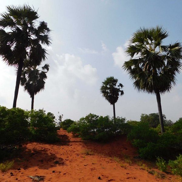 தேரிக்காடு