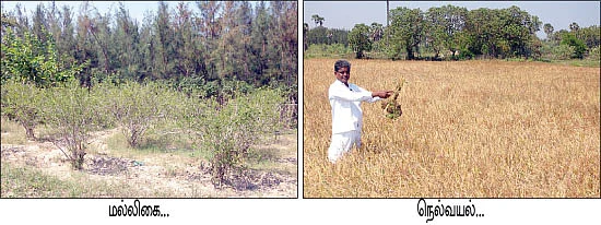 ஒப்பில்லா வருமானம் தரும் ஒருங்கிணைந்தப் பண்ணையம்!