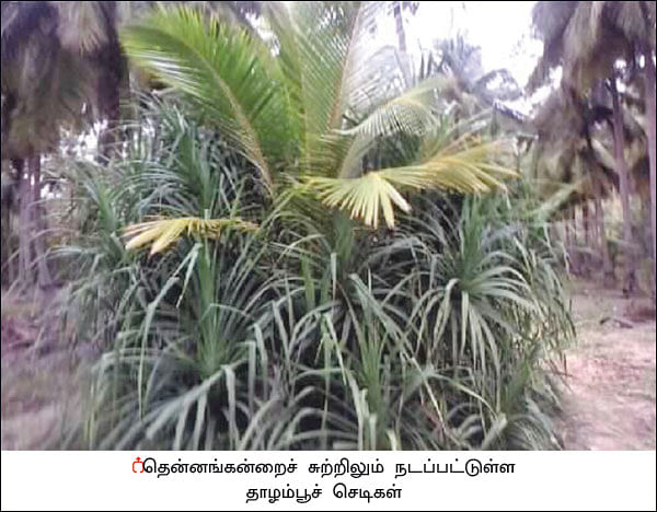 நீங்கள் கேட்டவை: தென்னங்கன்றுகளைக் காக்கும் தாழம்பூச் செடி!