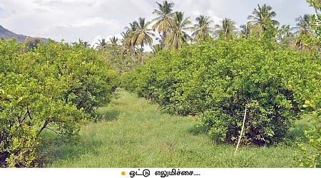 ஏக்கருக்கு ரூ-2 லட்சம்...ஏற்றம் தரும் எலுமிச்சை!