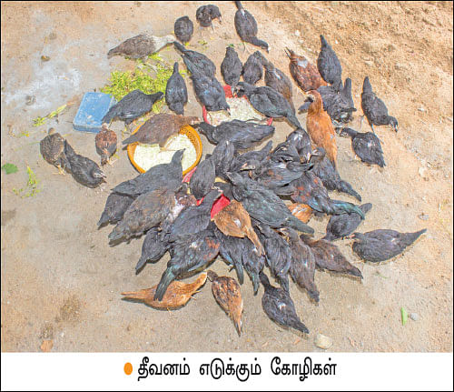 நல்ல வருமானம் தரும் நாட்டுக்கோழிகள்...