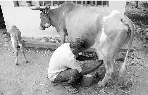 பால் விலையேற்றம்...