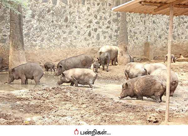 உயிர்களோடு உறவாடும் புளூ கிராஸ்!