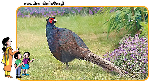 மாயா டீச்சரின் மந்திரக் கம்பளம் !