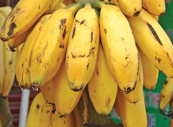 பூ, காய், கனி, தண்டு அத்தனையும் சத்து! வாழை ஸ்பெஷல்