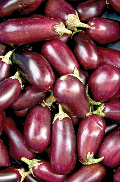பின் வழியாக நுழைந்த பி.டி கத்திரி!
