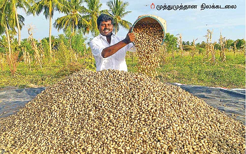 இனிப்பான லாபம் கொடுக்கும் ‘இயற்கை’ நிலக்கடலை + ஊடுபயிர்கள்...