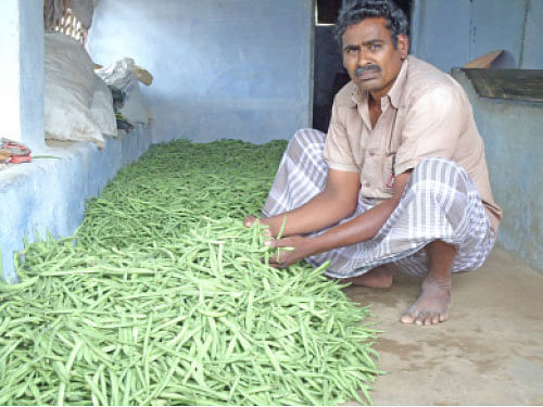 நீங்கள் கேட்டவை: ஃபிரெஞ்சு பீன்ஸ் சமவெளியில் வளருமா?
