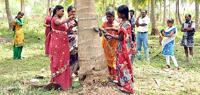 பஞ்சத்தில் கைகொடுக்கும் தென்னை நண்பர்கள்...