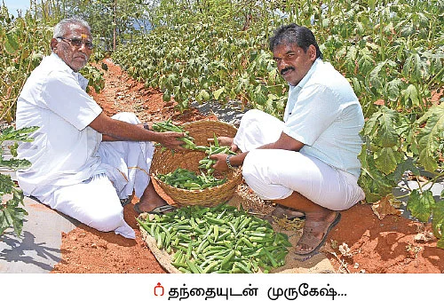 வளமான வருமானம் தரும் வெண்டை
