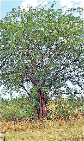 சீமைக்கருவேல மரங்களை அகற்ற இடைக்காலத் தடை!