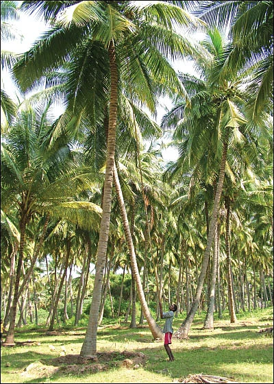 ஆராய்ச்சி... புதிய ரக உற்பத்தி... சான்றிதழ்ப் படிப்பு... அசத்தும் தென்னை ஆராய்ச்சி நிலையம்!