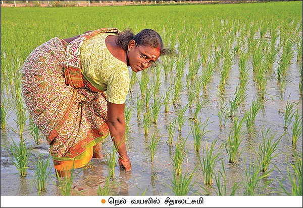 காய்கறிகள்... எண்ணெய்... அரிசி... பால்... அனைத்தும் கிடைக்கும் 5 ஏக்கர் தோட்டம்!