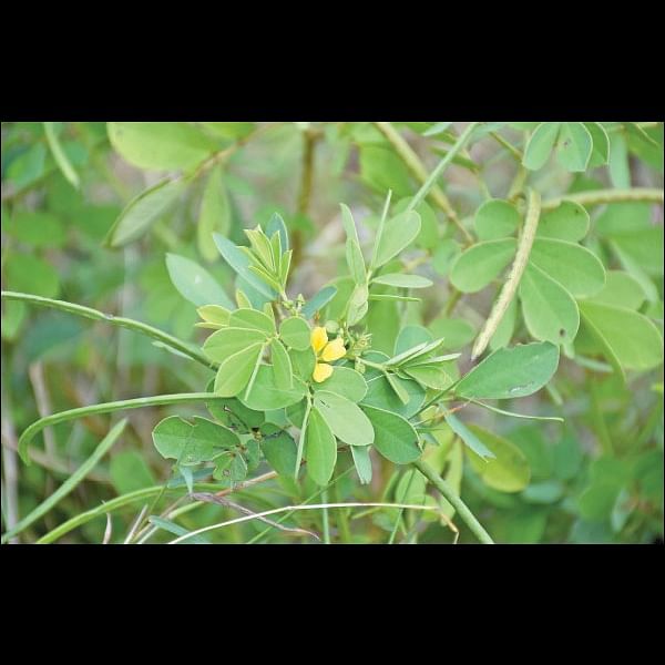 நல்மருந்து தெரிந்த செடிகள்... தெரியாத பயன்கள்! -13