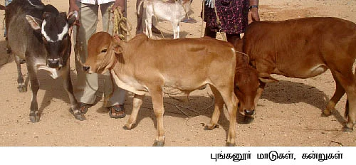 'தீர்க்கதரிசி மாதிரி சொன்னாரு!'