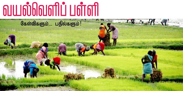 வயல்வெளிப் பள்ளி