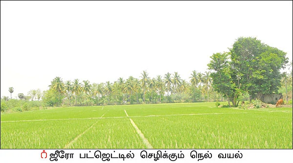 விளைச்சலை அள்ளிக் கொடுக்கும் ஜீவாமிர்தம்... பாசன முறையில் புதுமை!