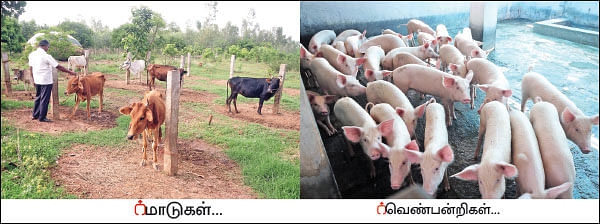 அன்று கல்லுக்கொல்லை... இன்று நெல்லுக்கொல்லை! - வீணான நிலம் விளைநிலமான கதை