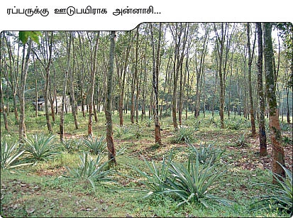 ஊடுபயிரில் அசத்தும் அன்னாசி !