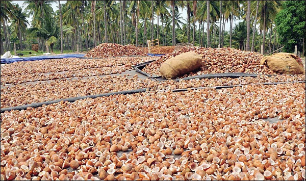 கொஞ்சம் ப்ளஸ்... நிறைய லாபம்! - தென்னை தரும் பொருள்கள்!