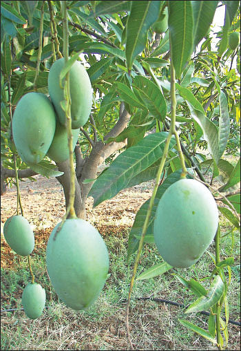 நீங்கள் கேட்டவை - ஒருங்கிணைந்த பண்ணைக்கு உரம் கொடுக்கும் அசோலா!