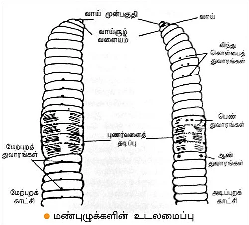 மண், மக்கள், மகசூல்! - மண்புழுக்களை அழைக்கும் மந்திரம்!